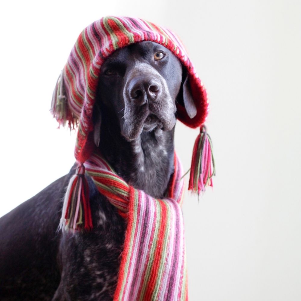 dog wearing a scarf and hat