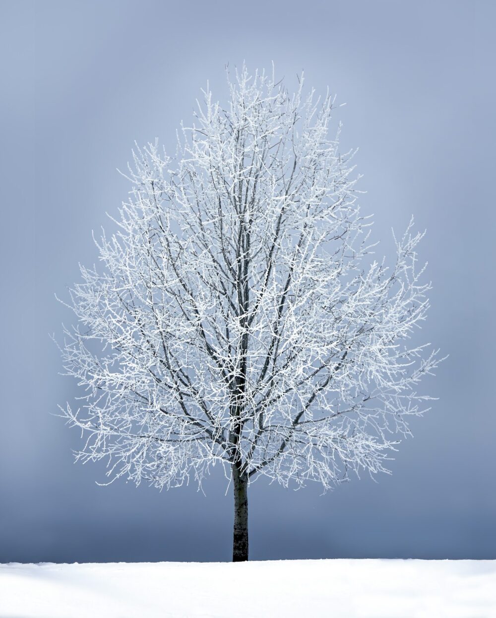 Tree in Snow