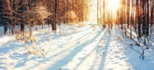 trees in the snow