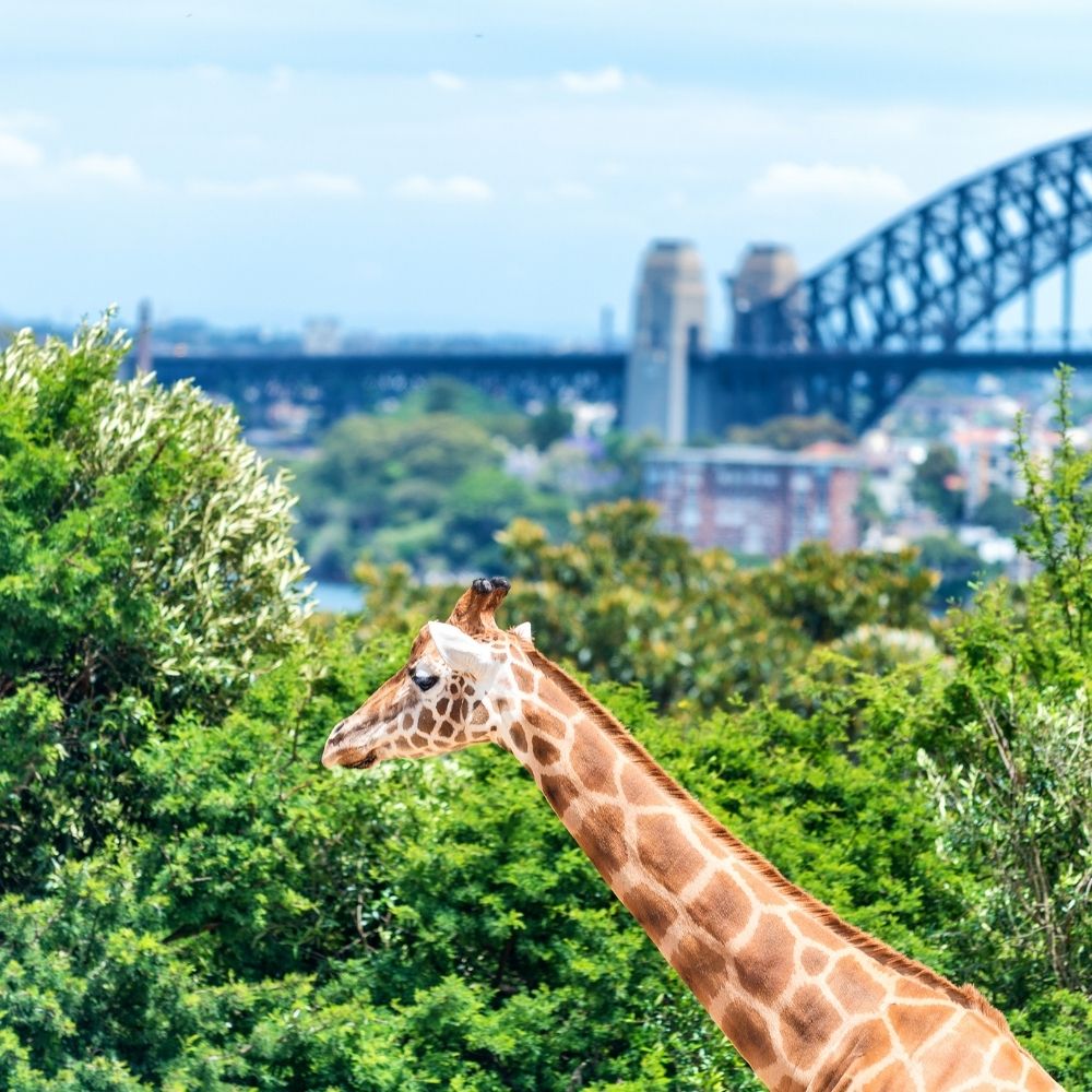 Sydney Taronga Zoo