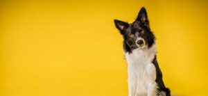 Boarder Collie dog sitting in front of a yellow back drop