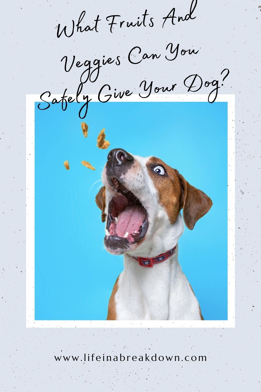 Are you wondering what fruit and vegetables you can safely feed your dog? Then check out this comprehensive list.