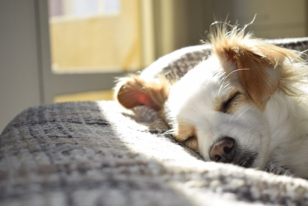 Picture of a small white dog with brown ears asleep