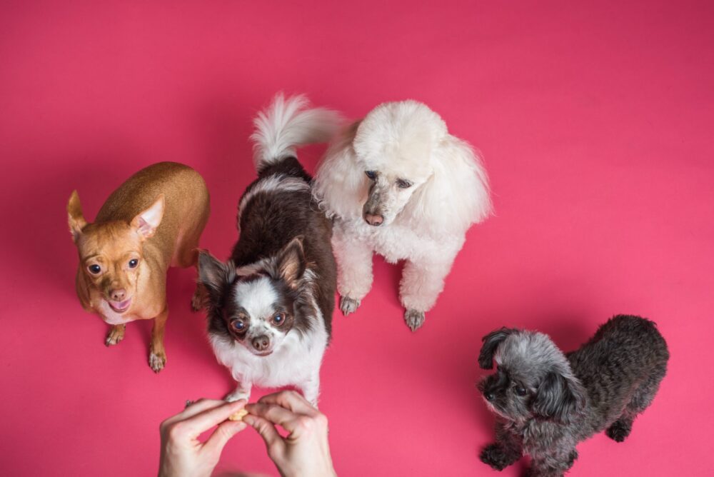 Image of four dogs being offered a treat
