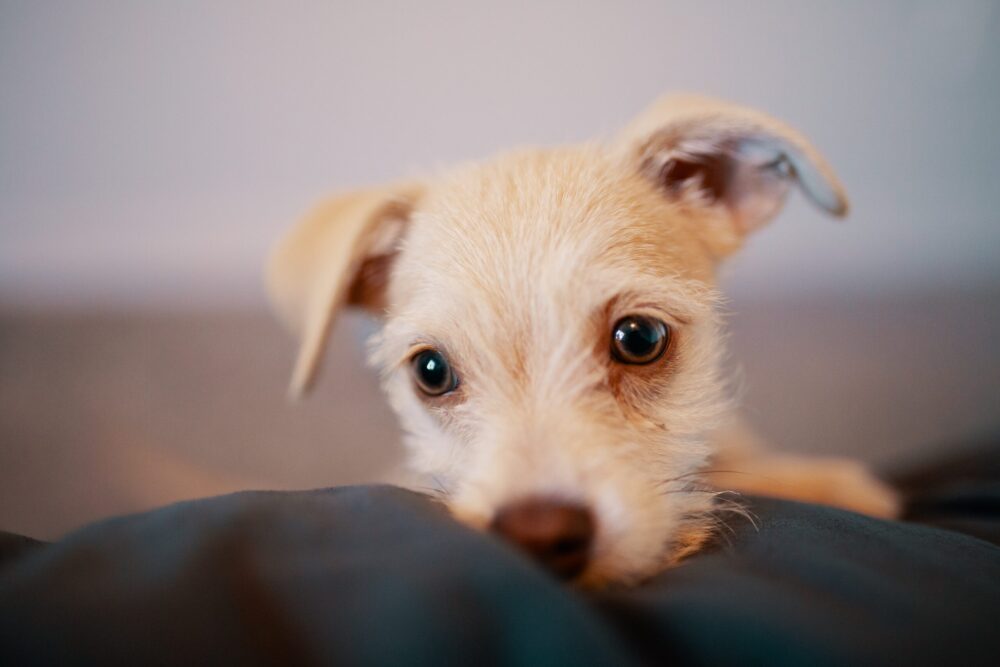 Photo of a small puppy on a black cloth
