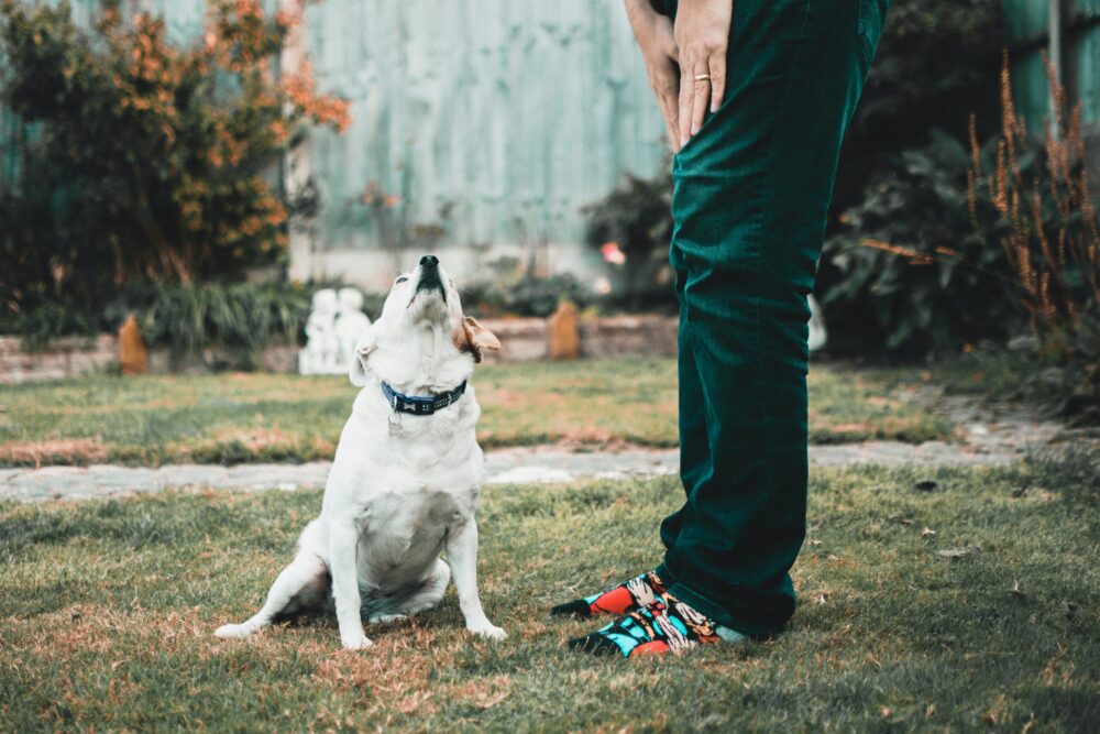 dog sat on grass looking up at a human