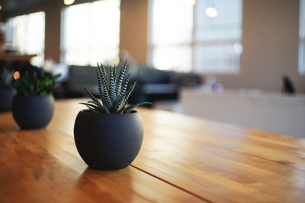 Image of a houseplant sat on a table with windows in the background