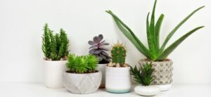 selection of houseplants in a range of artist pots against a white background