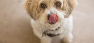 small dog looking up at the camera licking its nose
