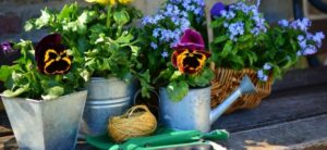flowers planted in pots and cans