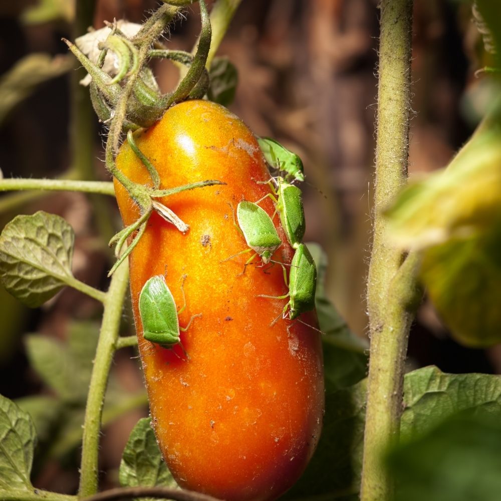 pests on a tomato plant
