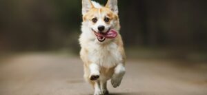 corgi dog running along a street