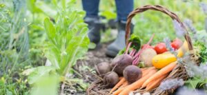 vegetables in a basket in an allotment