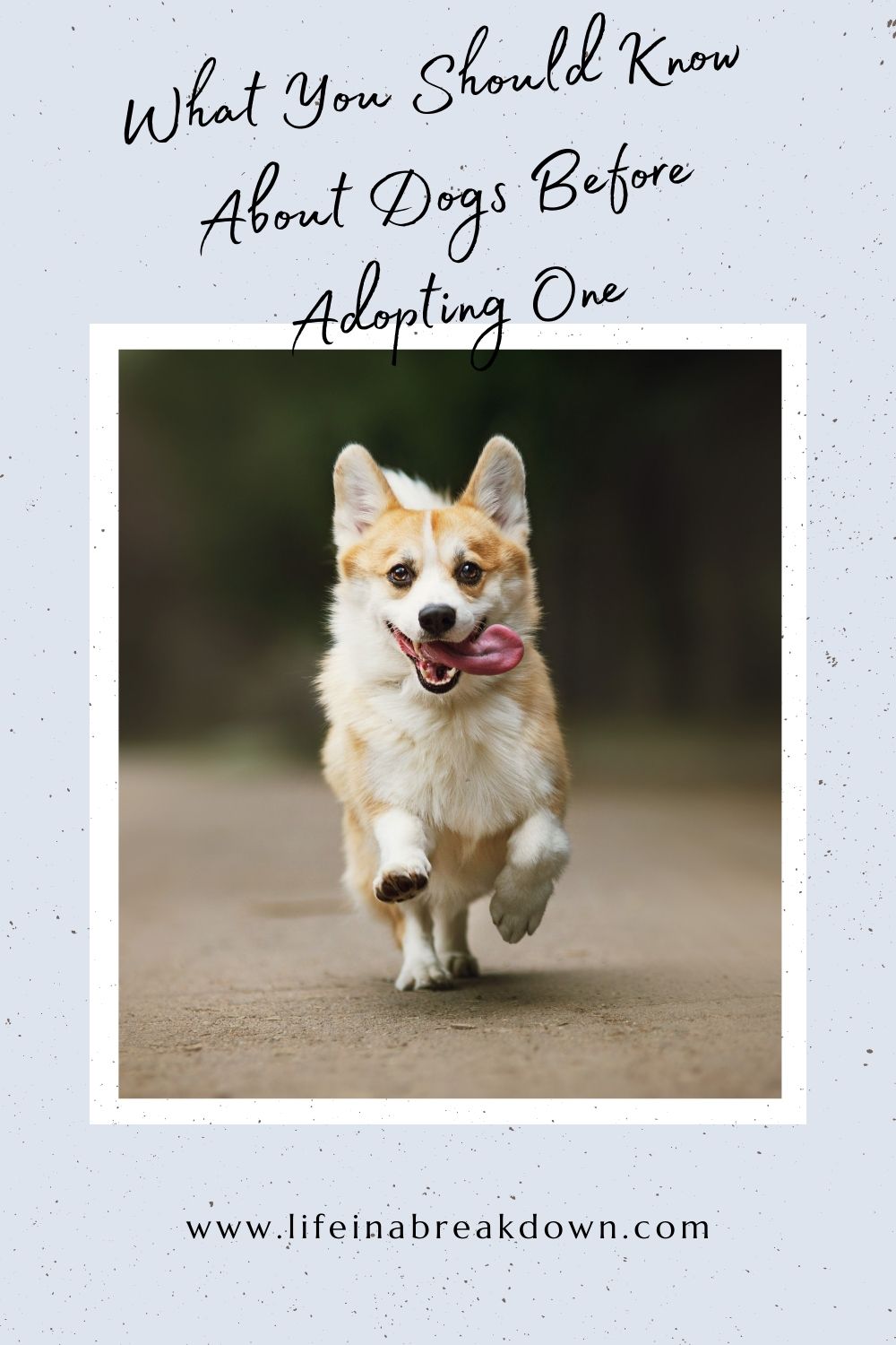 Are you thinking about bringing a dog in to be part of your family? Then here are some things you should know before you go ahead.