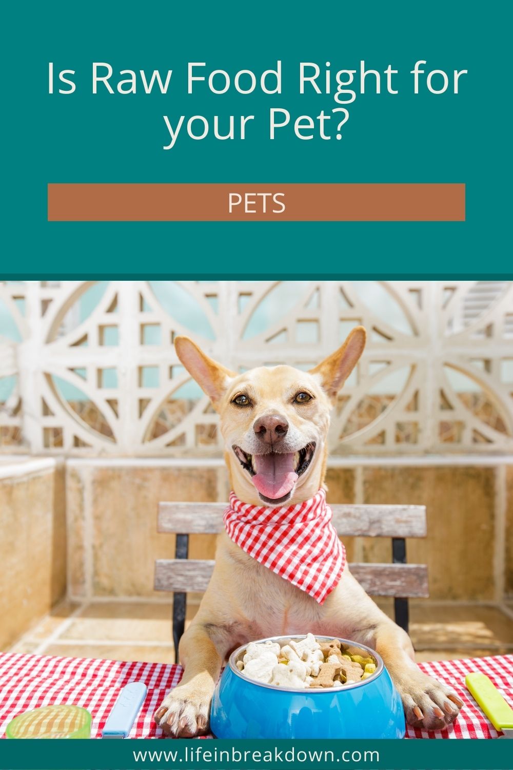 Are you wondering about switching to a raw food diet for your pet? Then here are some things to think about.