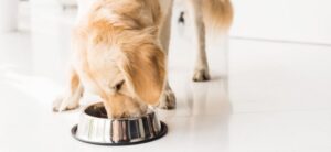 dog eating out of a bowl
