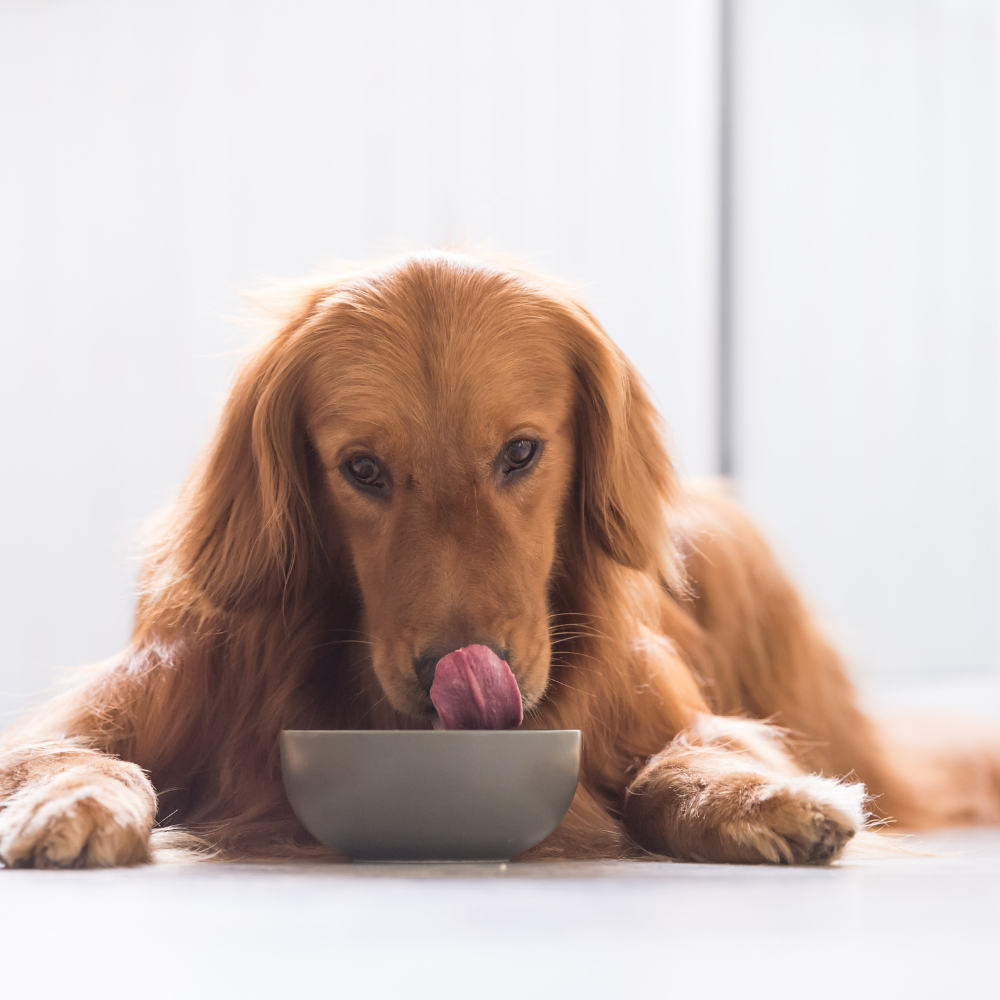 dog licking its nose with a bowl in front of it