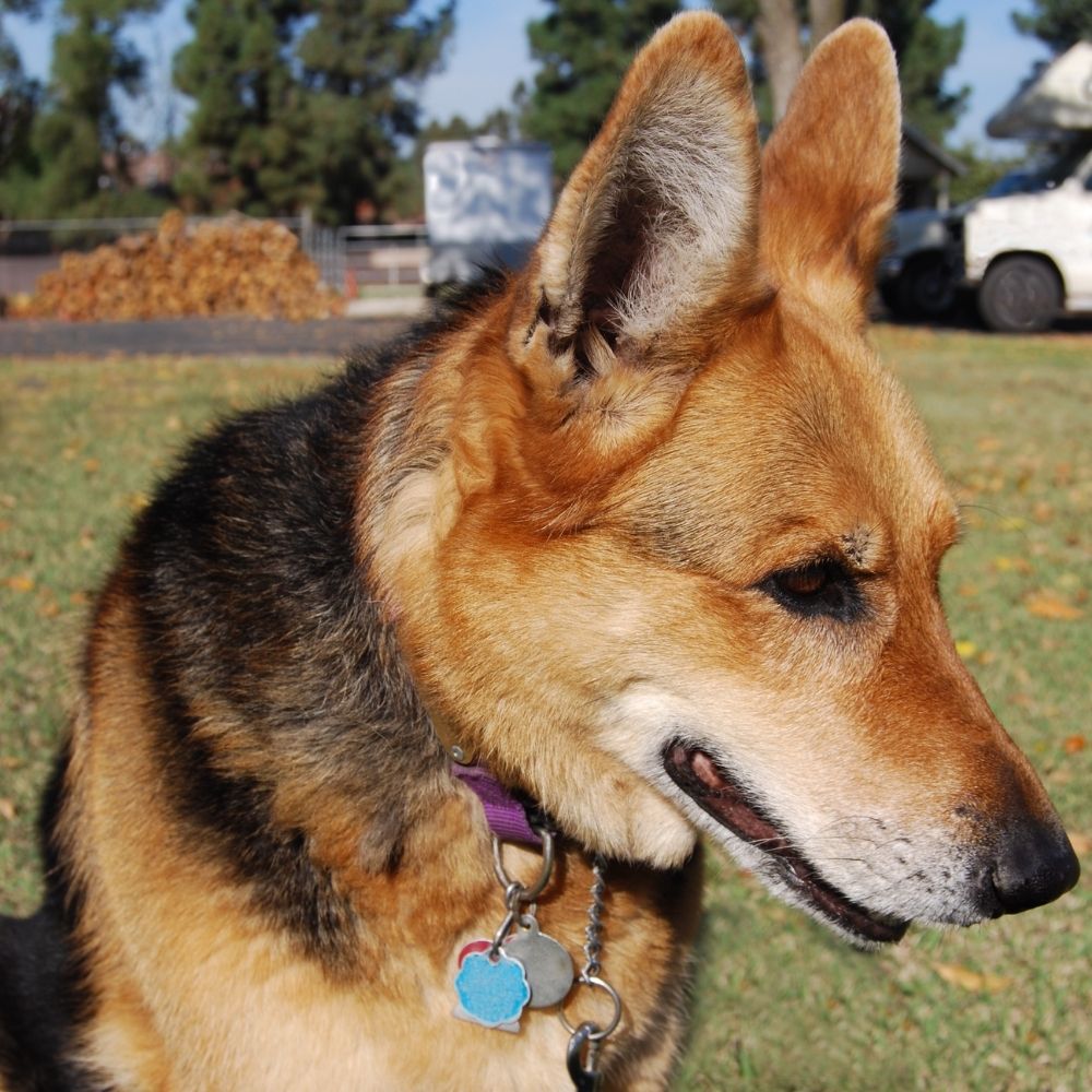 dog wearing a collar and tag