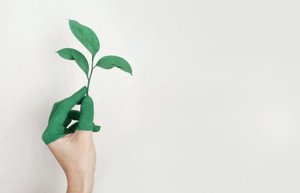 Image of a person holding a green plant with hand painted half green