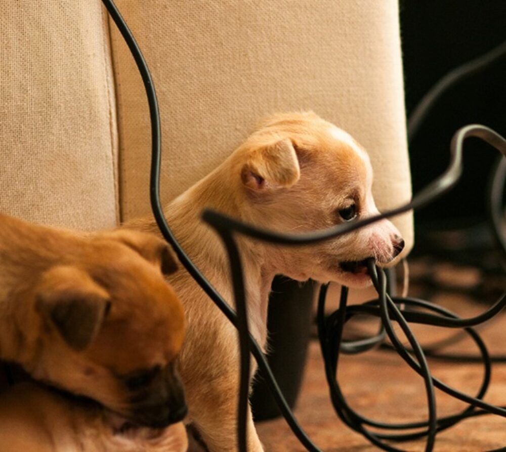 Small puppy chewing on a cord