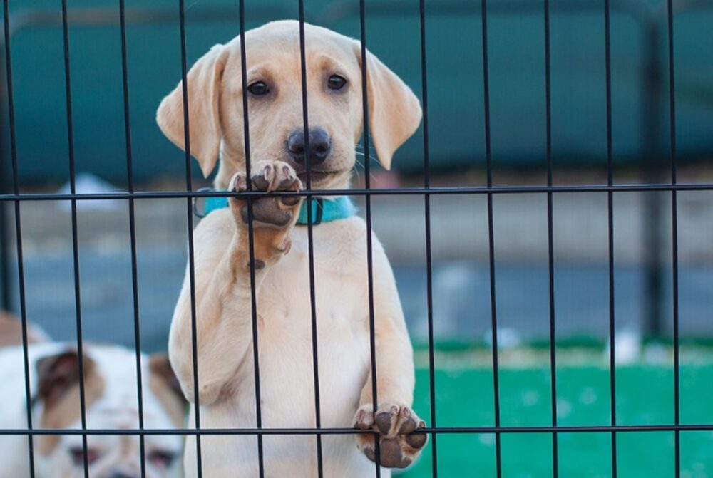 Cream coloured dog with it's paws up against a fence