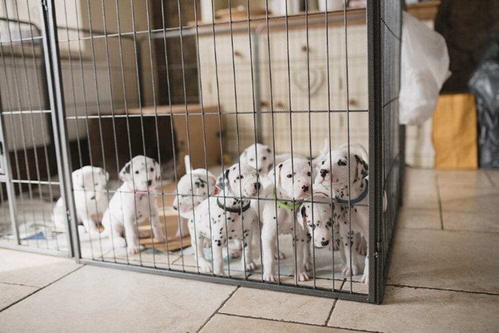 Dalmatian puppies in a play pen