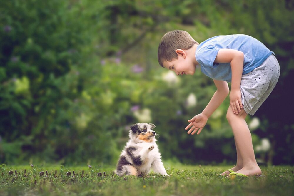 Small boy playing with a puppy