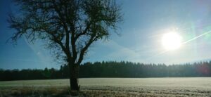 outdoors tree with the sun low behind it on a frosty morning