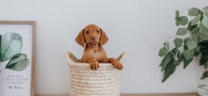 small puppy in a basket