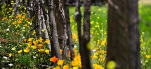 trees and yellow flowers
