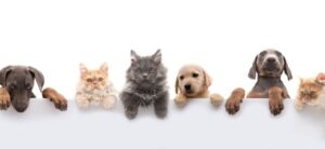 cats and dogs against a white backdrop