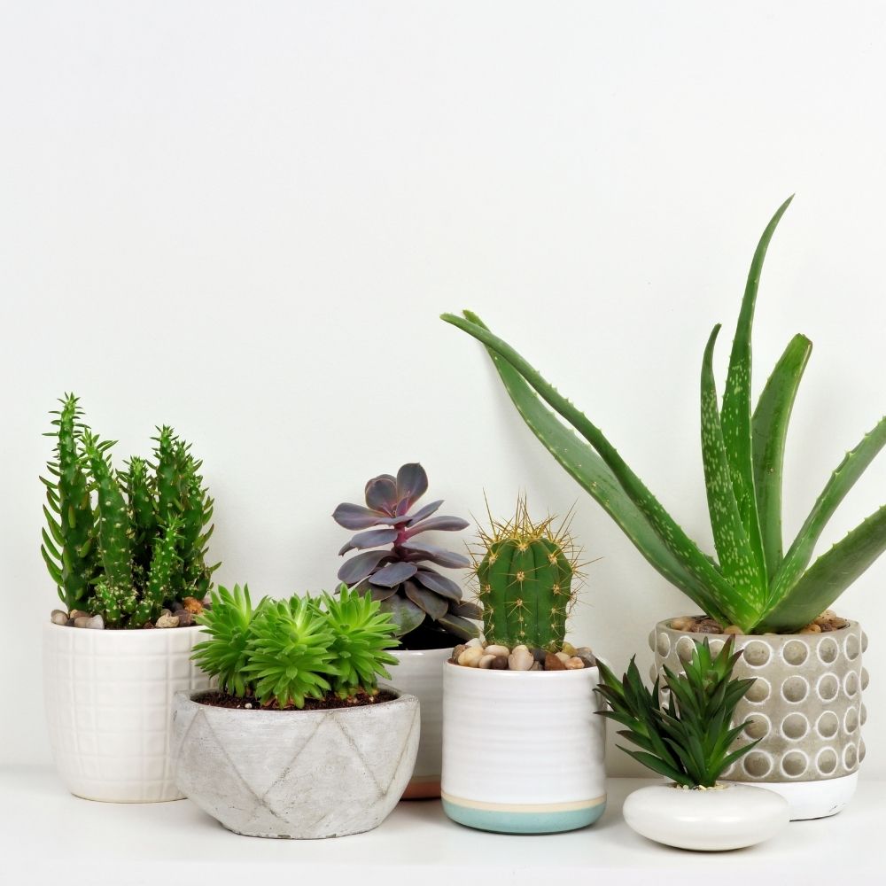 collection of house plants