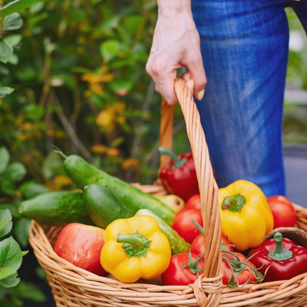 person holding a basket of garden vegetables