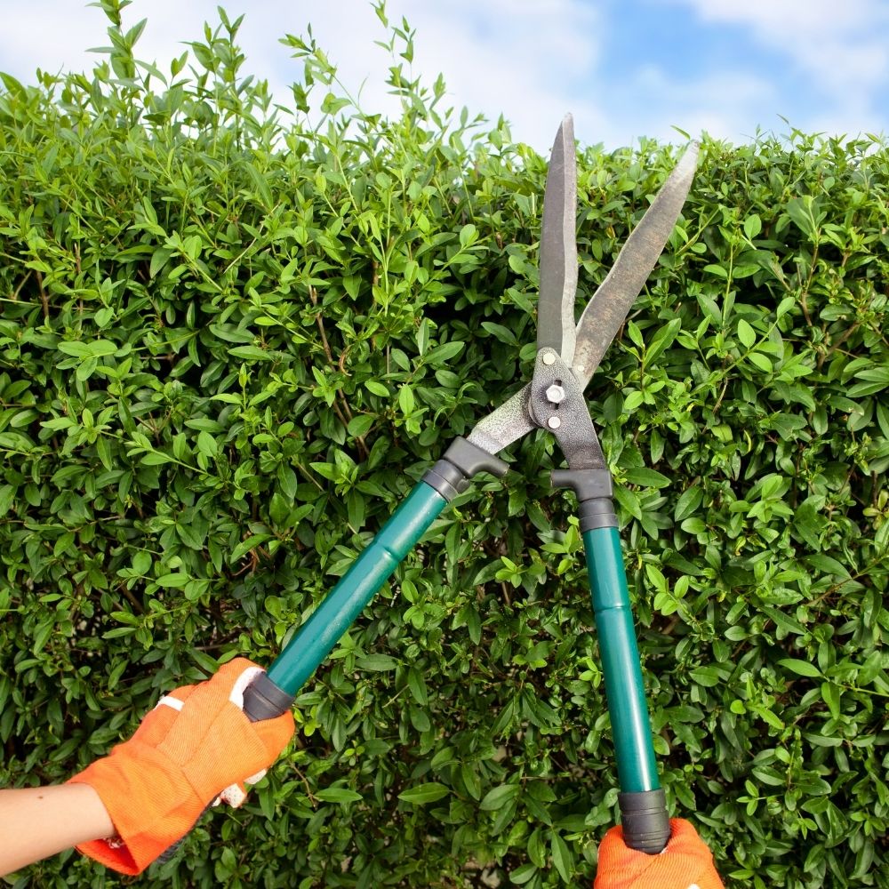 someone cutting a hedge with hedge clippers