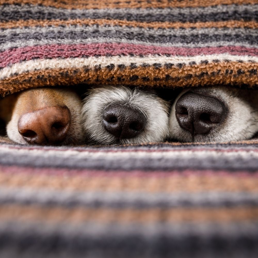 three dog noses looking out from under a blanket