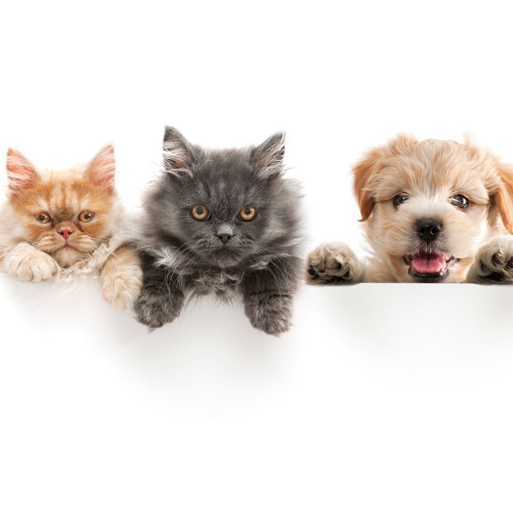 two cats and a puppy against a white backdrop