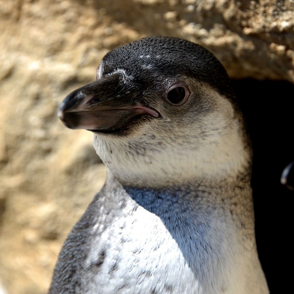 Penguin at Folly Farm