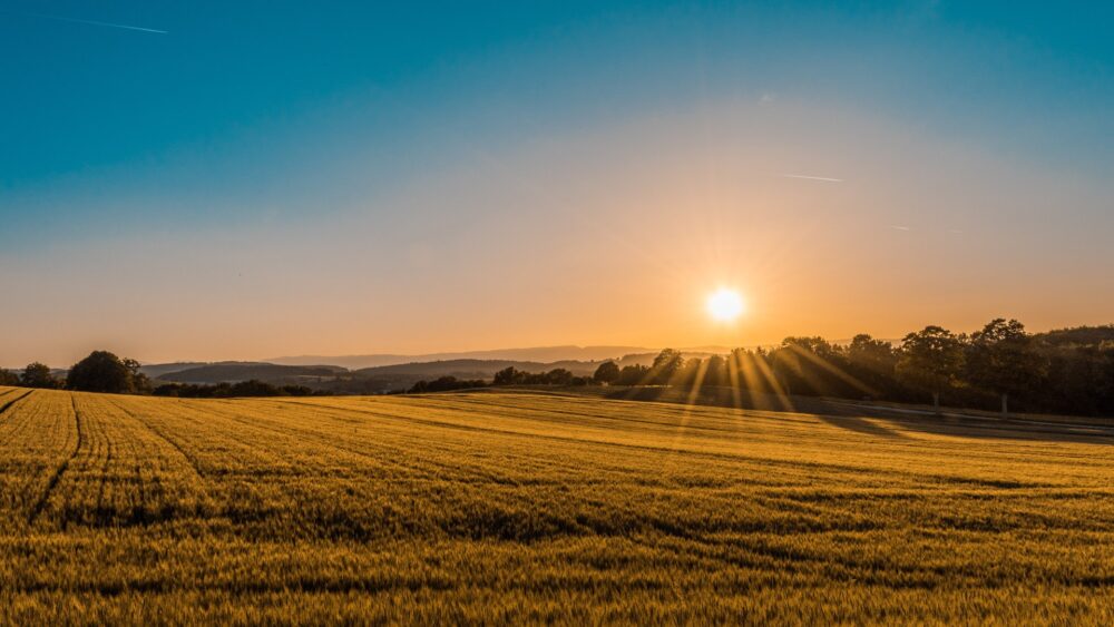 fields at sunset