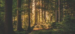 green trees in forest