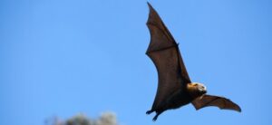 bat flying with wings open
