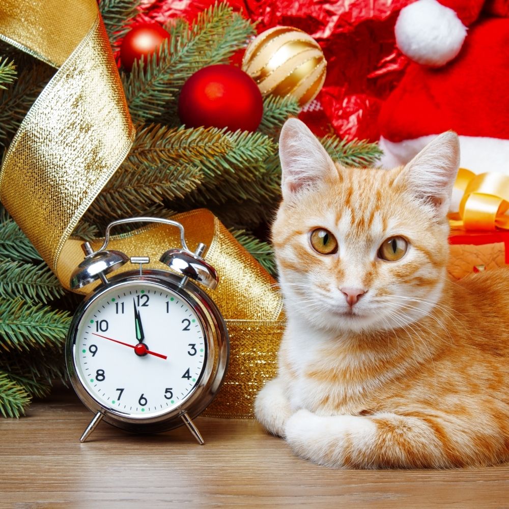 ginger cat sat by a clock with a Christmas tree in the background