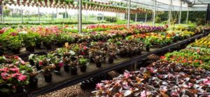 person growing items in a large greenhouse