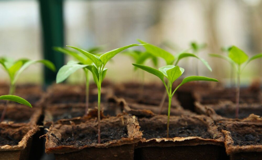 seedlings appearing