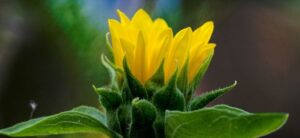 sunflower opening up