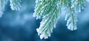 frost on pin needles