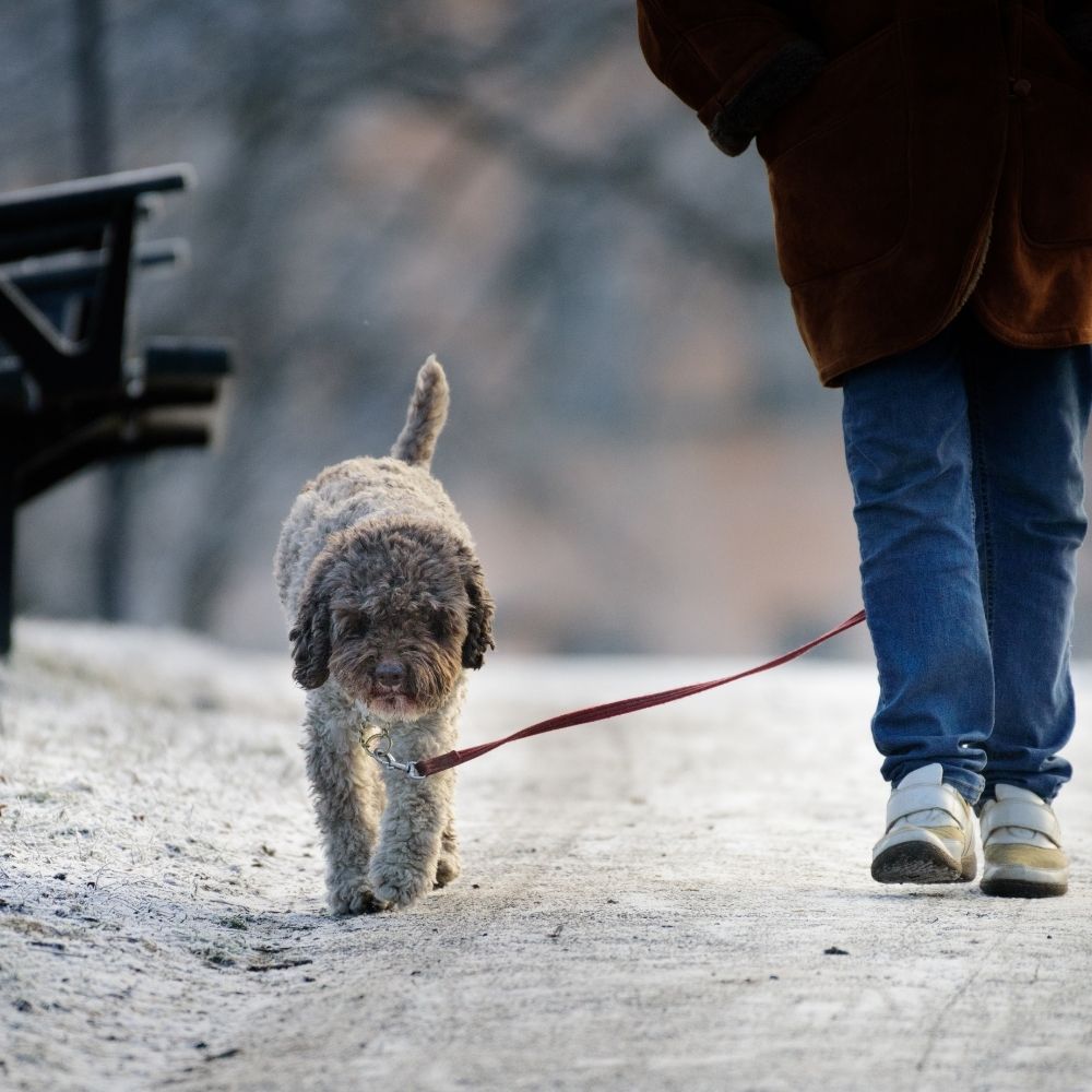 person walking their dog in the snow