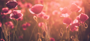 sunlight on flowers