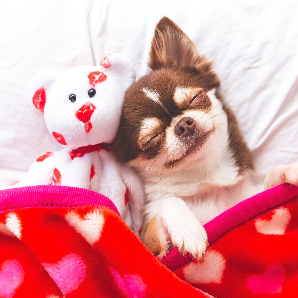 small dog asleep with a teddy bear
