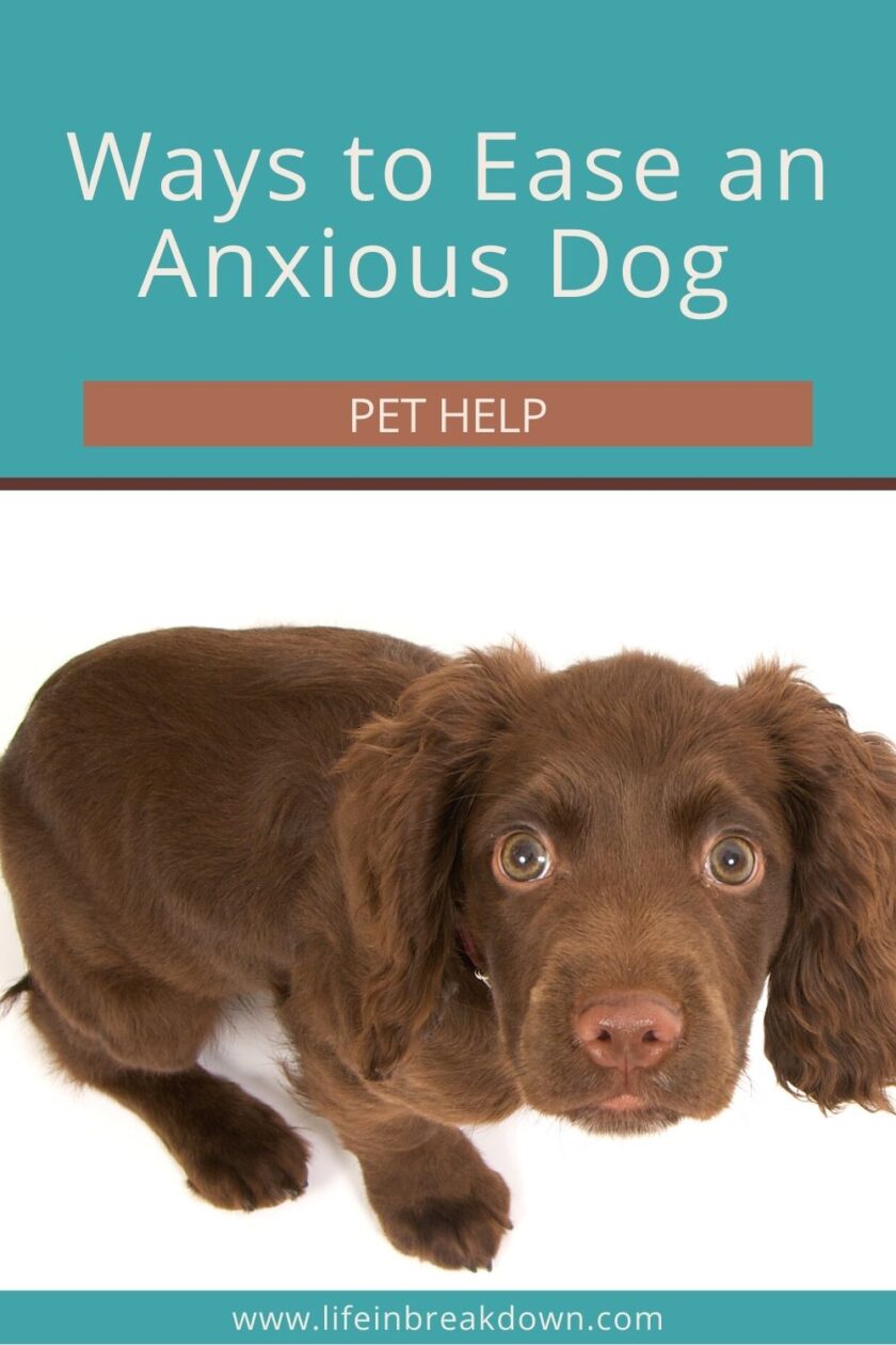 Are you looking for some ways to help calm your anxious dog? Then check out these top tips to help you out.