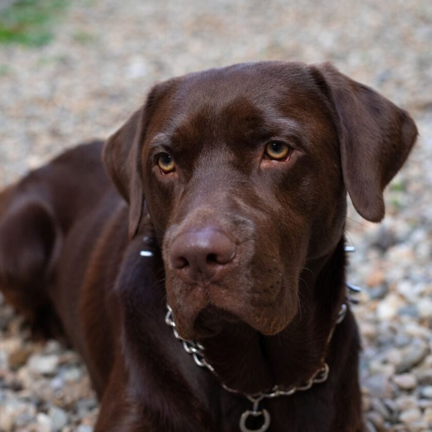 anxious brown dog sat outside
